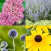 Menu Drought Tolerant Perennial Garden Collection -US Garden Plants Sales 2024 77615 drought tolerant perennial garden