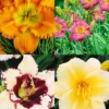 Menu Re-Blooming Daylily Collection -US Garden Plants Sales 2024 77617 reblooming daylily collection