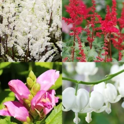 Menu Long Blooming Shade Garden Collection