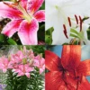 Menu Summer Lily Collection 1 Menu Summer Lily Collection -US Garden Plants Sales 2024 77621 summer lily collection