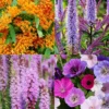 Menu Pollinator Pleaser Perennial Garden Collection -US Garden Plants Sales 2024 77622 pollinator pleaser garden collection