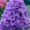 Menu Amethyst Tall Phlox