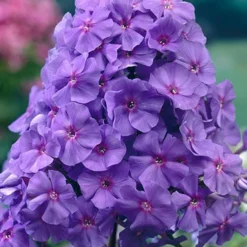 Menu Amethyst Tall Phlox