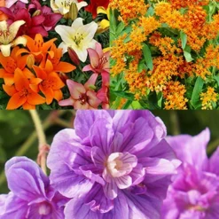 Menu Sunny Perennial Mailbox Garden 13 Menu Sunny Perennial Mailbox Garden -US Garden Plants Sales 2024 77625 sunny perennial mailbox garden 2