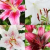 Menu Pink And Purple Star Lily Collection