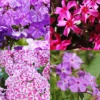 Menu Tall Phlox Collection -US Garden Plants Sales 2024 77627 tall phlox collection