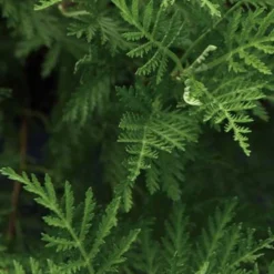 Menu SunFern Olympia Artemisia