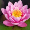 Menu Pink Water Lily 2 Menu Pink Water Lily -US Garden Plants Sales 2024 78102 pink water lily