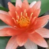 Menu Orange Water Lily 1 Menu Orange Water Lily -US Garden Plants Sales 2024 78104 orange water lily