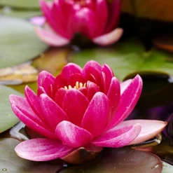 Menu Dark Red Water Lily