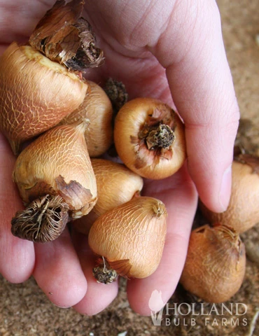 Menu Peacock Orchid Or Abyssianian Gladiolus 4 Menu Peacock Orchid Or Abyssianian Gladiolus - Image 2