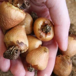 Menu Summer Moonlight Garden Flowers Collection -US Garden Plants Sales 2024 78109 peacock orchid 2