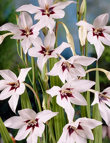 Menu Peacock Orchid Or Abyssianian Gladiolus 5 Menu Peacock Orchid Or Abyssianian Gladiolus - Image 3