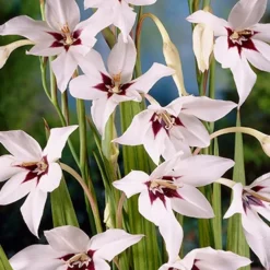 Menu Summer Moonlight Garden Flowers Collection -US Garden Plants Sales 2024 78109 peacock orchid 3