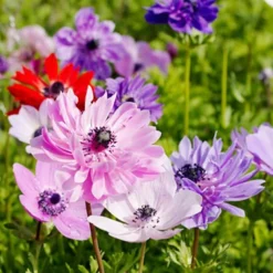 Menu St. Brigid Mix Anemone (Windflower) 8 Menu St. Brigid Mix Anemone (Windflower) -US Garden Plants Sales 2024 78110 st brigid mix anemone windflower 3