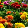 Menu Mixed Tecolote® Ranunculus -US Garden Plants Sales 2024 78111 mixed buttercups