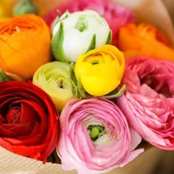 Menu Mixed Tecolote® Ranunculus -US Garden Plants Sales 2024 78111 mixed buttercups 2