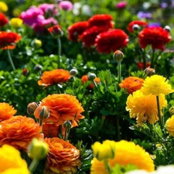 Menu Mixed Tecolote® Ranunculus