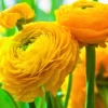 Menu Yellow Tecolote® Ranunculus -US Garden Plants Sales 2024 78112 yellow ranunculus