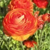 Menu Sunset Tecolote® Ranunculus 1 Menu Sunset Tecolote® Ranunculus -US Garden Plants Sales 2024 78113 orange ranunculus