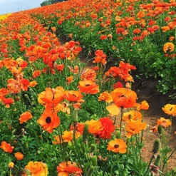 Menu Sunset Tecolote® Ranunculus -US Garden Plants Sales 2024 78113 orange ranunculus 2