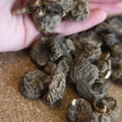 Menu Deer Resistant Cut Flower Garden Collection -US Garden Plants Sales 2024 78114 anemone de caen 1