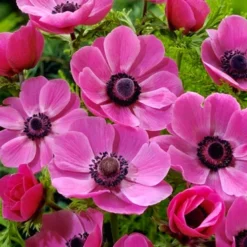 Menu Anemone De Caen - Windflower -US Garden Plants Sales 2024 78114 anemone de caen 2