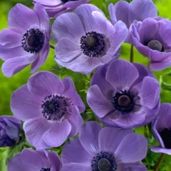 Menu Deer Resistant Cut Flower Garden Collection -US Garden Plants Sales 2024 78114 anemone de caen 3 1