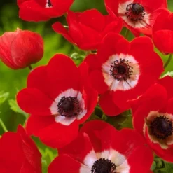 Menu Anemone De Caen - Windflower -US Garden Plants Sales 2024 78114 anemone de caen 4