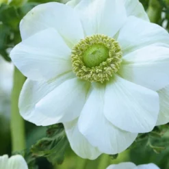 Menu Deer Resistant Cut Flower Garden Collection -US Garden Plants Sales 2024 78114 anemone de caen 5 1