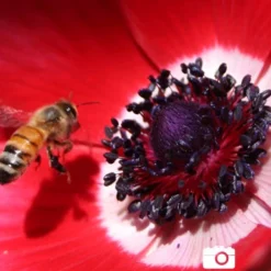 Menu Anemone De Caen - Windflower -US Garden Plants Sales 2024 78114 anemone de caen 6