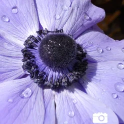 Menu Anemone De Caen - Windflower -US Garden Plants Sales 2024 78114 anemone de caen 7