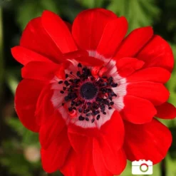 Menu Anemone De Caen - Windflower -US Garden Plants Sales 2024 78114 anemone de caen 8