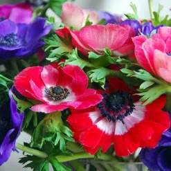 Menu Deer Resistant Cut Flower Garden Collection -US Garden Plants Sales 2024 78114 anemone de caen windflower 1