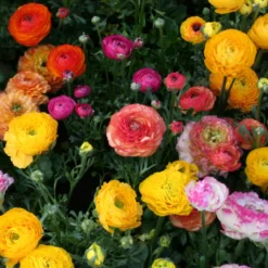 Menu Summer Bouquet Garden 19 Menu Summer Bouquet Garden -US Garden Plants Sales 2024 78115 1