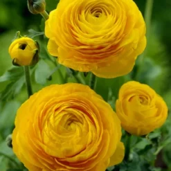 Menu Summer Bouquet Garden 21 Menu Summer Bouquet Garden -US Garden Plants Sales 2024 78115 mixed buttercups 1