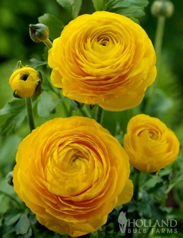 Menu Summer Bouquet Garden 9 Menu Summer Bouquet Garden - Image 7