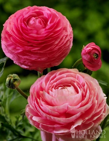 Menu Summer Bouquet Garden 10 Menu Summer Bouquet Garden - Image 8