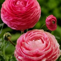 Menu Mixed Buttercup -US Garden Plants Sales 2024 78115 mixed buttercups 3