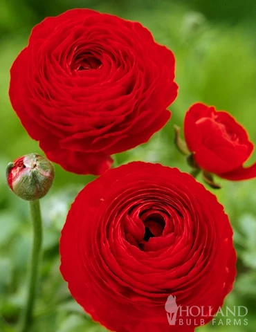 Menu Summer Bouquet Garden 11 Menu Summer Bouquet Garden - Image 9