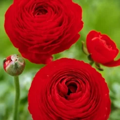 Menu Mixed Buttercup -US Garden Plants Sales 2024 78115 mixed buttercups 4