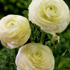 Menu Summer Bouquet Garden 24 Menu Summer Bouquet Garden -US Garden Plants Sales 2024 78115 mixed buttercups 5 1