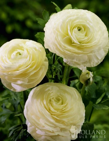 Menu Summer Bouquet Garden 12 Menu Summer Bouquet Garden - Image 10