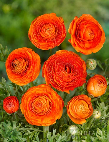 Menu Summer Bouquet Garden 13 Menu Summer Bouquet Garden - Image 11