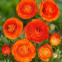 Menu Mixed Buttercup -US Garden Plants Sales 2024 78115 mixed ranunculus