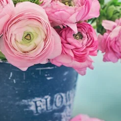 Menu Pink Tecolote® Ranunculus -US Garden Plants Sales 2024 78116 pink ranunculus 2