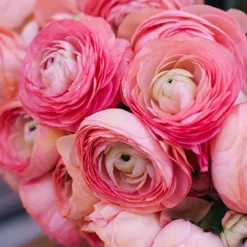 Menu Pink Tecolote® Ranunculus -US Garden Plants Sales 2024 78116 pink ranunculus