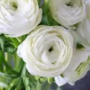 Menu White Tecolote® Ranunculus -US Garden Plants Sales 2024 78117 white ranunculus 2