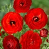 Menu Red Tecolote® Ranunculus -US Garden Plants Sales 2024 78118 red ranunculus