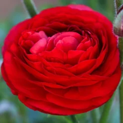 Menu Red Tecolote® Ranunculus -US Garden Plants Sales 2024 78118 red ranunculus 2